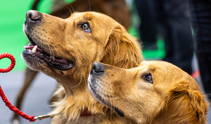 Spectacular Crufts 2026: Dogs Arrive For World Famous Show Background Collection Spectacular Crufts 2026: Dogs Arrive For World Famous Show Background Collection