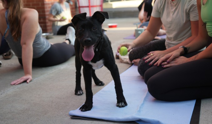 Puppy Yoga